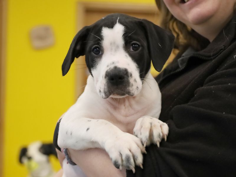 a white and black staffy cross puppy being held and cosying up to a staff member