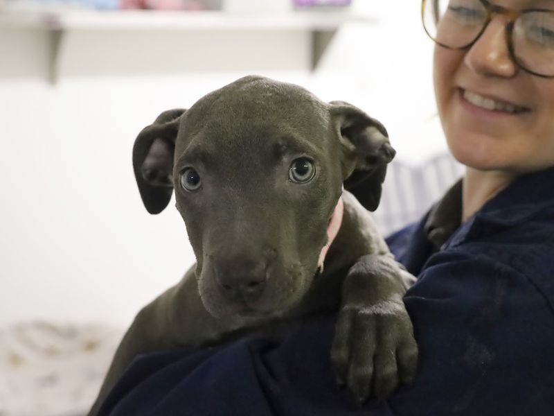 a dark grey labrador and sharpei cross puppy looking at the camera and being held by a staff member
