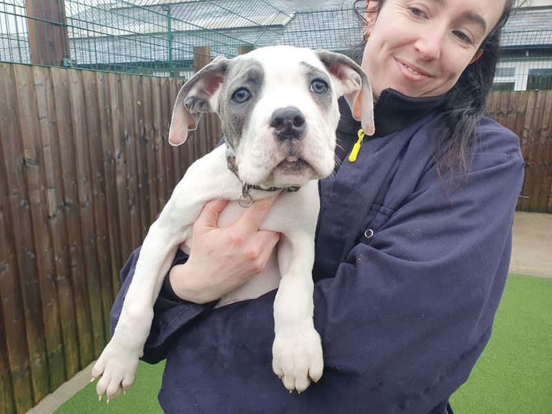 a black and white Mastiff cross puppy being held looking at the camera