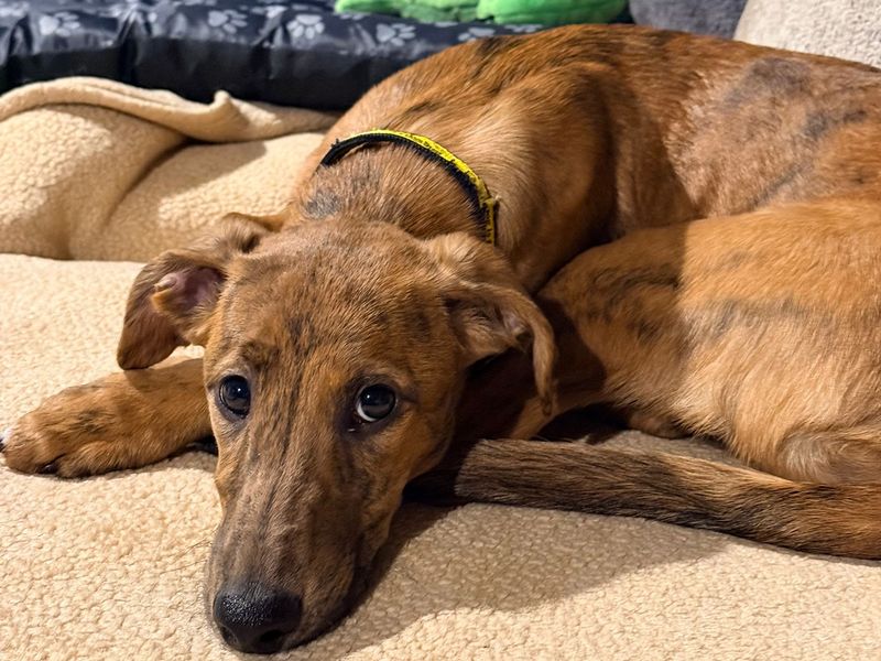 a brindle lurcher puppy laid down looking at the camera