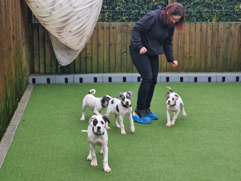 4 black and white Mastiff cross puppies running around a green pay area with a staff member wearing PPE