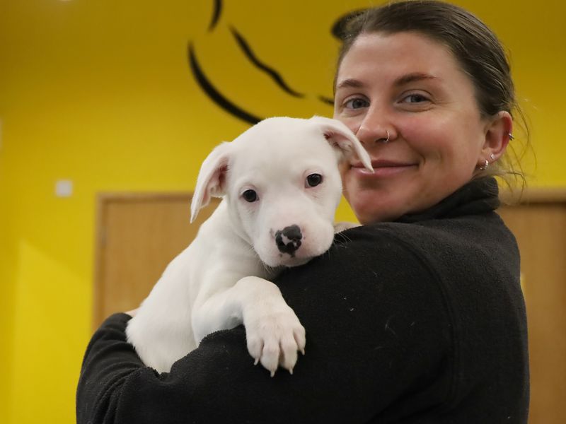 a white staffy cross puppy being held and cosying up to a staff member
