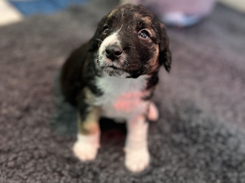a mottled brown and black collie cross puppy looking at the camera