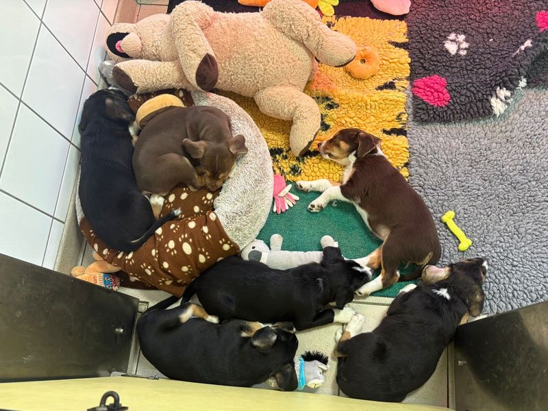 a litter of collie cross puppies all asleep in their kennel