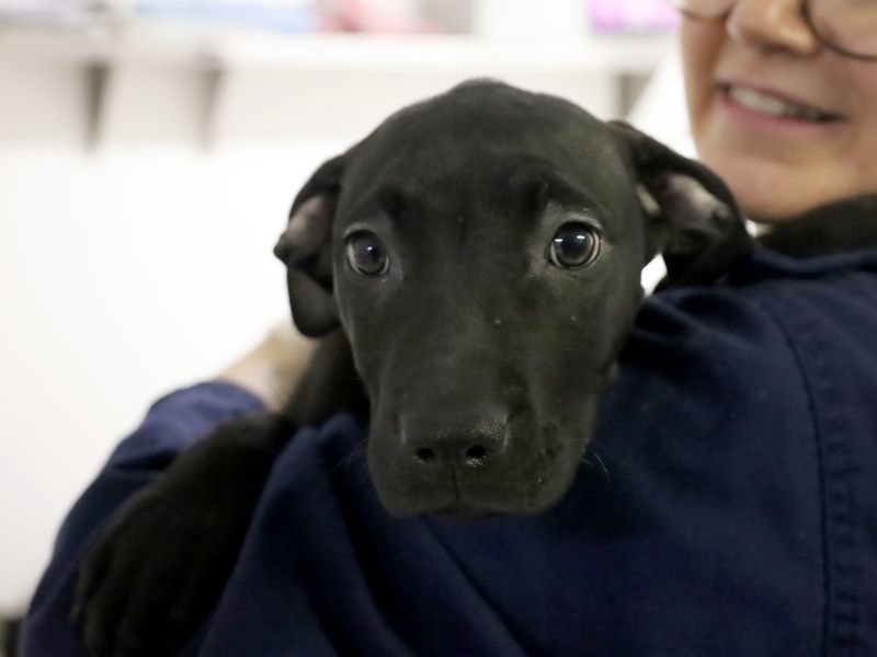 a dark grey labrador and sharpei cross puppy looking at the camera and being held by a staff member