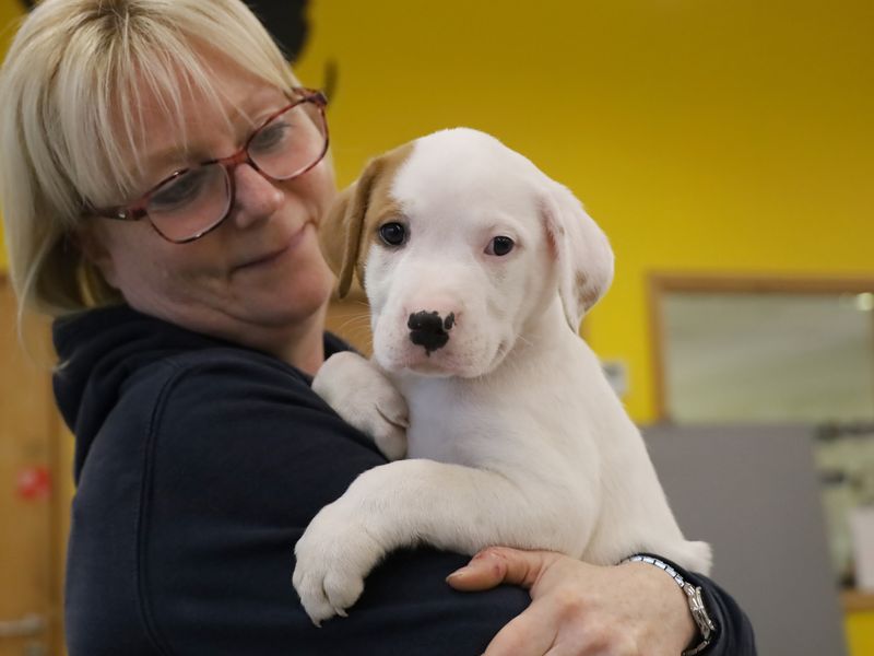 a white and tan staffy cross puppy being held and cosying up to a staff member