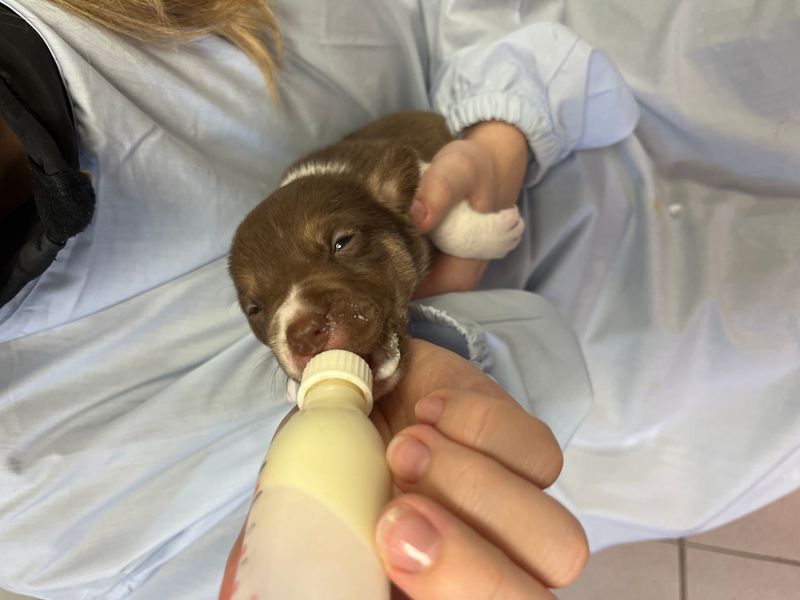 a brown and white puppy being bottle fed formula