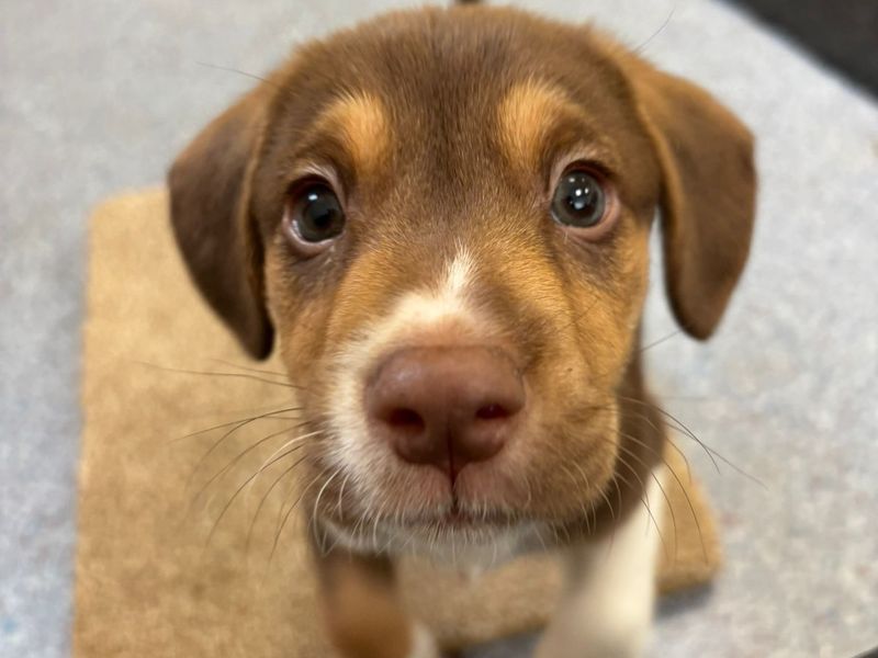 a light brown tri coloured collie cross puppy looking at the camera
