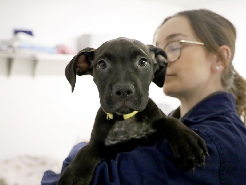a dark grey labrador and sharpei cross puppy looking at the camera and being held by a staff member