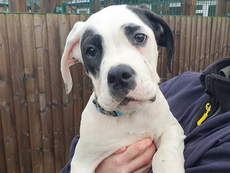 a black and white Mastiff cross puppy being held looking at the camera