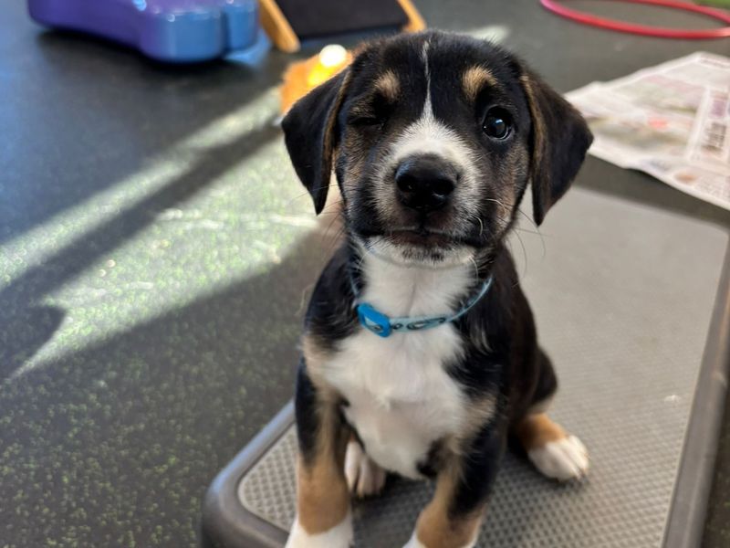 a tri coloured collie cross puppy looking at the camera and winking