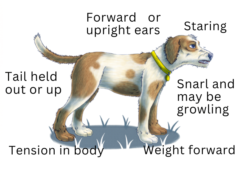 illustration of a dog showing aggressive behaviour such as: staring, snarling, tail help up and out, tension in the body, weight forward and forward, upright ears