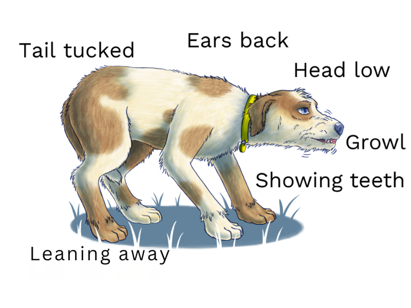 illustration of a dog showing signs of aggression such as: tail tucked, ears back, head low, growling, showing teeth and leaning away