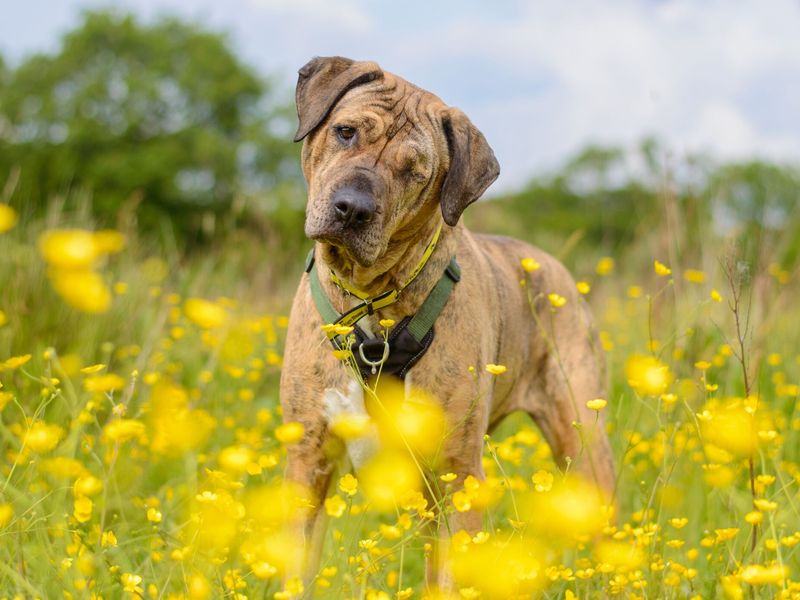 Dog in a field of yellow flowers