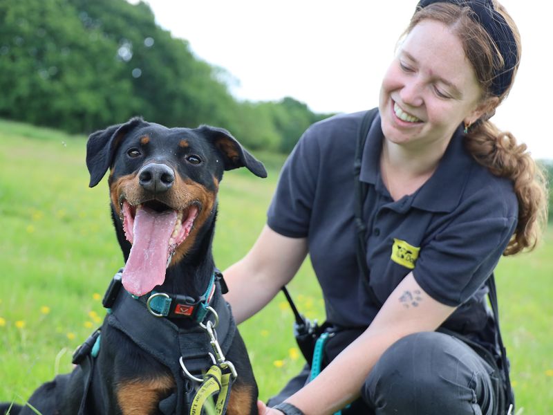 undefined | Dobermann | undefined - 9