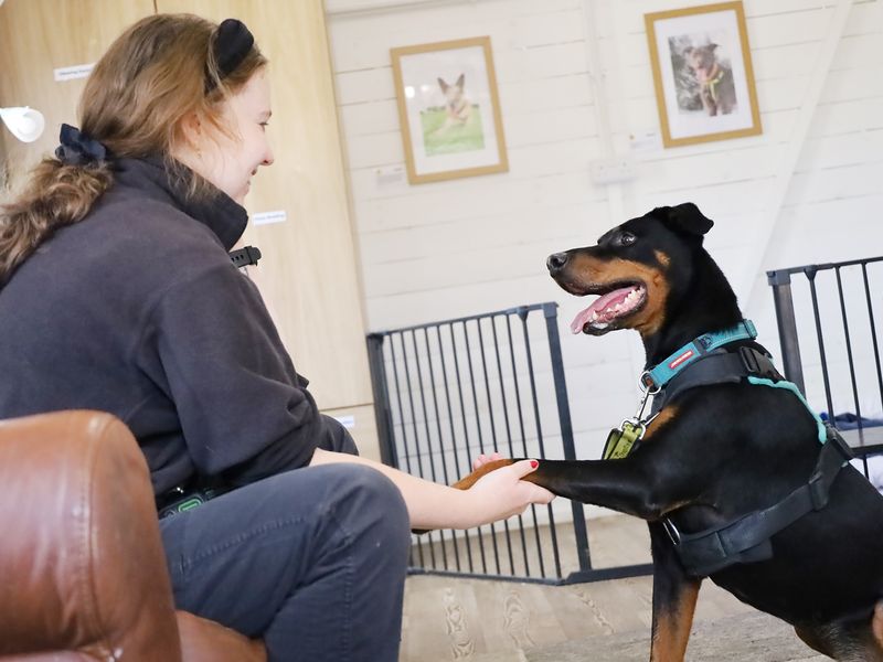 undefined | Dobermann | undefined - 3