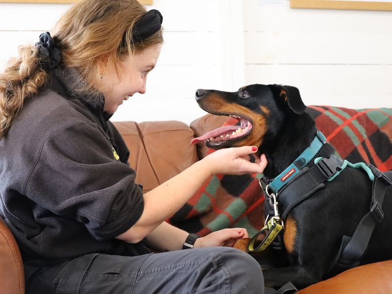 undefined | Dobermann | undefined - 2