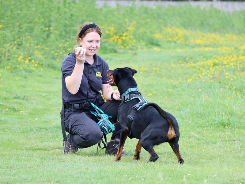 undefined | Dobermann | undefined - 6