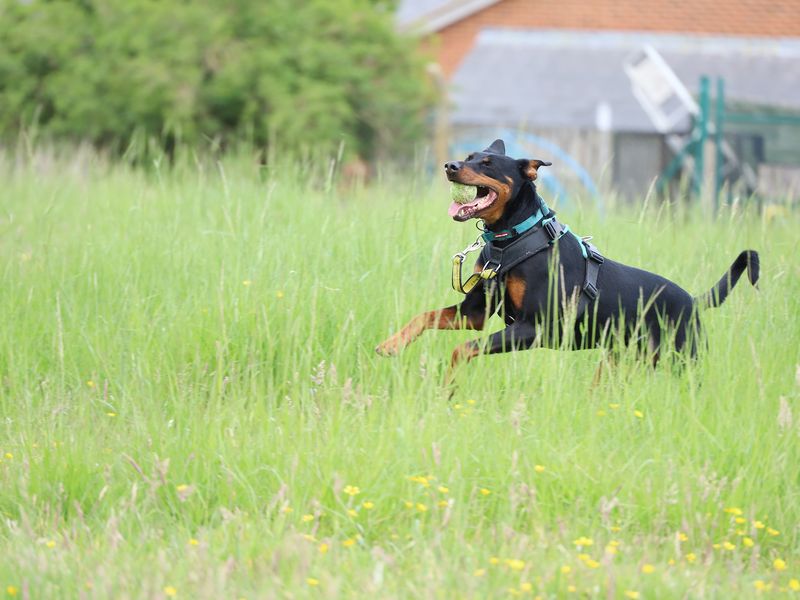 undefined | Dobermann | undefined - 7