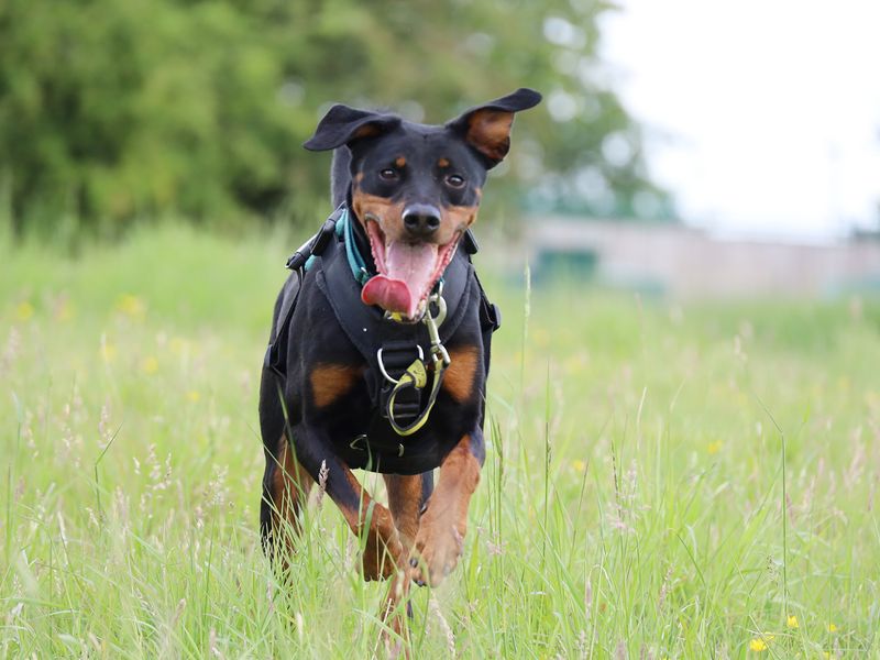 undefined | Dobermann | undefined - 10