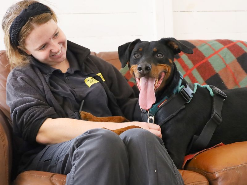 undefined | Dobermann | undefined - 4