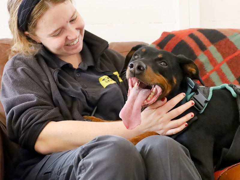 undefined | Dobermann | undefined - 8