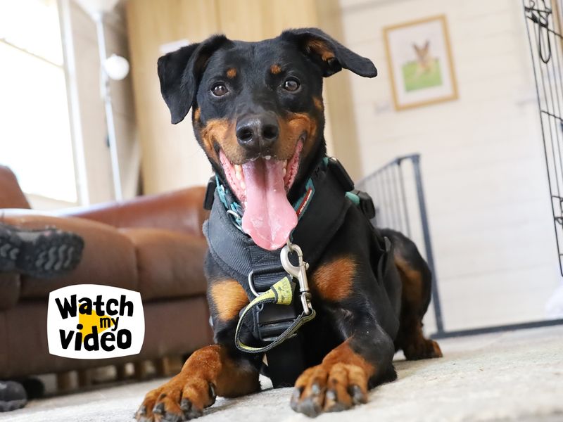 undefined | Dobermann | undefined - 1