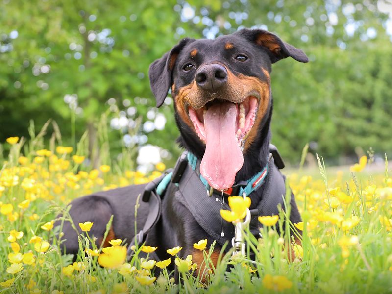 undefined | Dobermann | undefined - 5