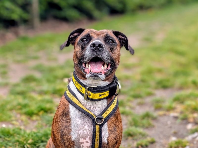 undefined | Terrier (Staffordshire Bull) Cross | undefined - 2
