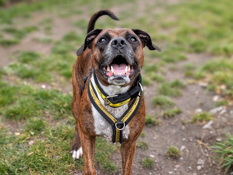 undefined | Terrier (Staffordshire Bull) Cross | undefined - 8