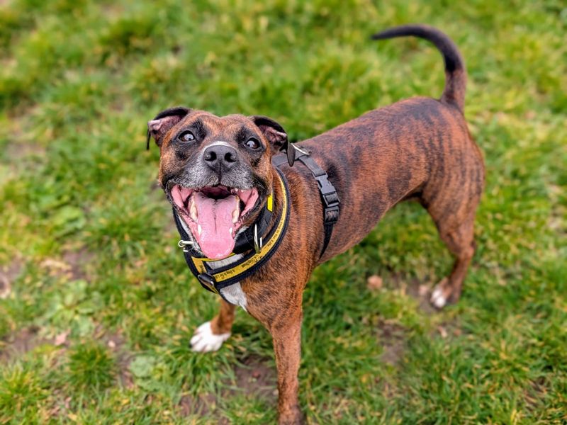 undefined | Terrier (Staffordshire Bull) Cross | undefined - 5