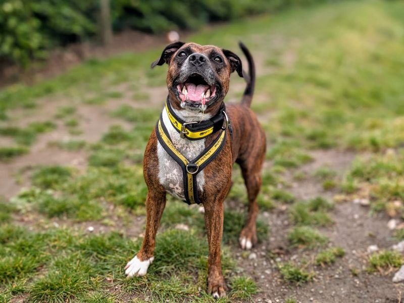 undefined | Terrier (Staffordshire Bull) Cross | undefined - 1