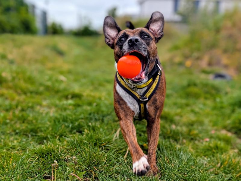 undefined | Terrier (Staffordshire Bull) Cross | undefined - 3