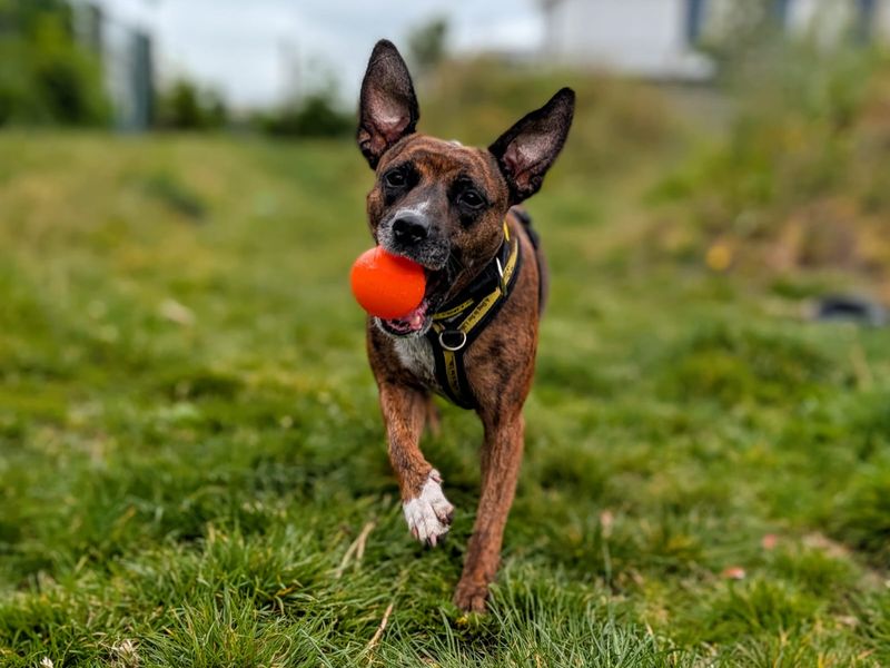 undefined | Terrier (Staffordshire Bull) Cross | undefined - 6