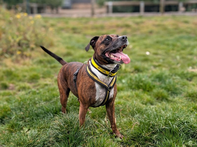 undefined | Terrier (Staffordshire Bull) Cross | undefined - 7