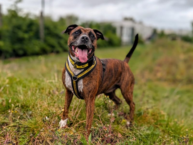 undefined | Terrier (Staffordshire Bull) Cross | undefined - 4