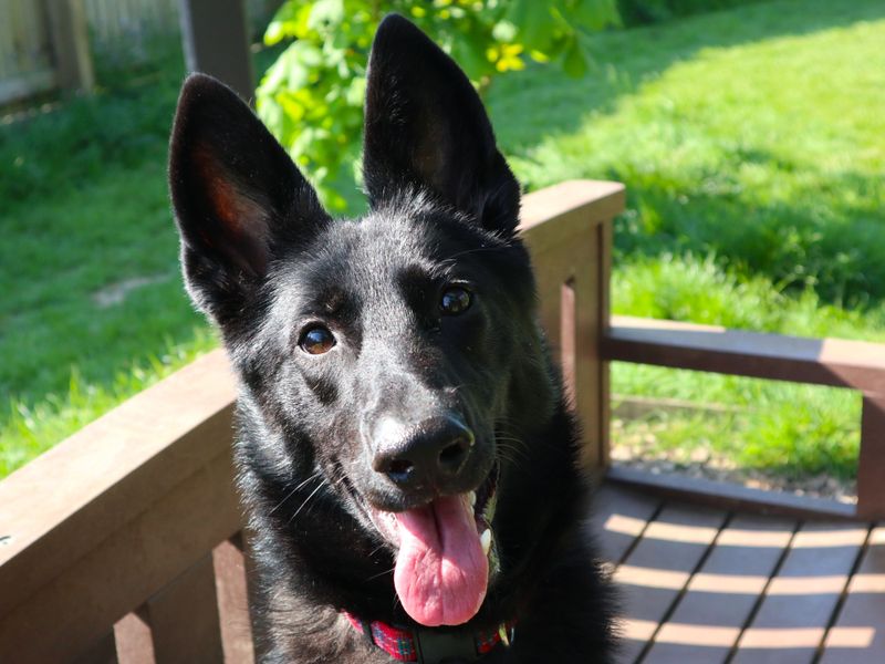 undefined | German Shepherd Dog | undefined - 3