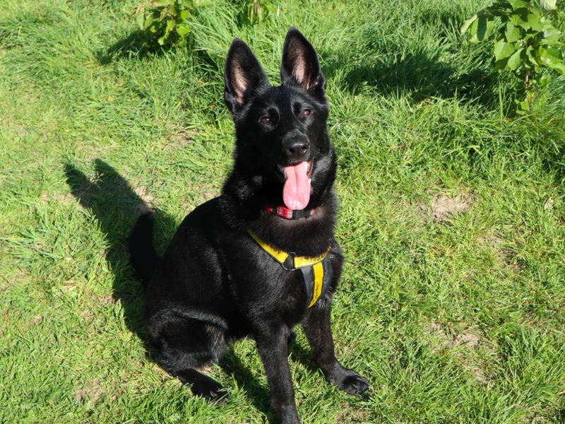 undefined | German Shepherd Dog | undefined - 2