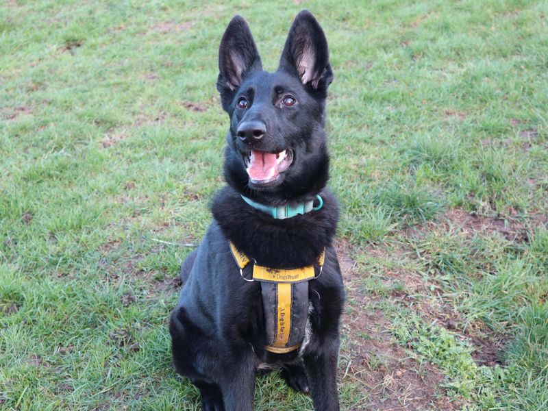 undefined | German Shepherd Dog | undefined - 1