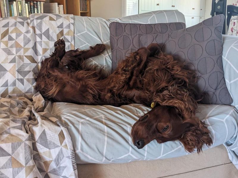 undefined | Irish Setter | undefined - 2