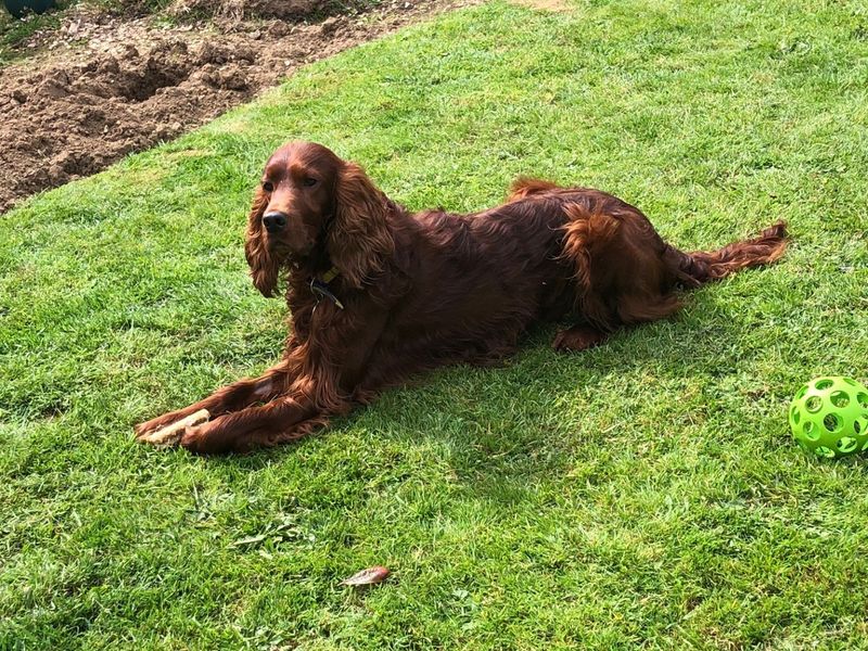 undefined | Irish Setter | undefined - 3
