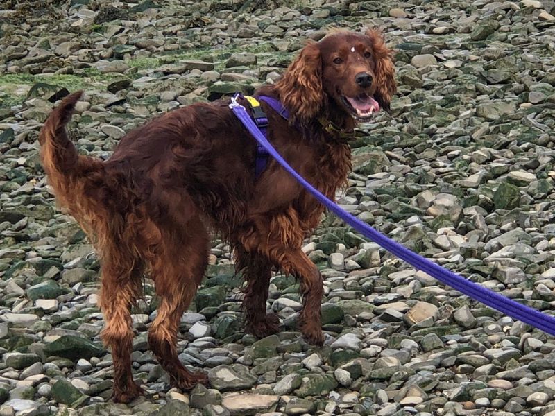 undefined | Irish Setter | undefined - 4