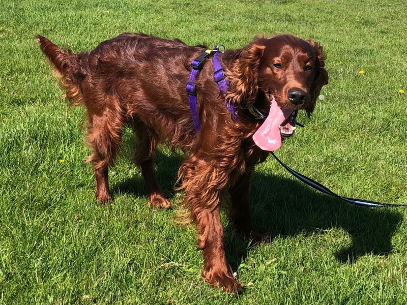 undefined | Irish Setter | undefined - 1