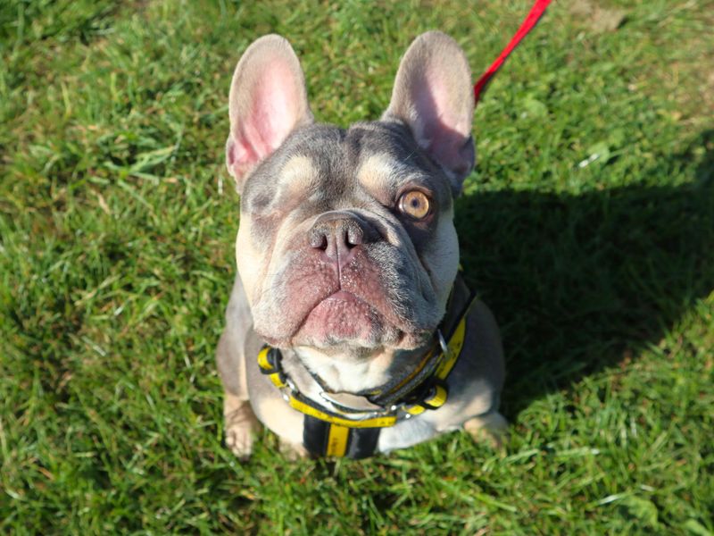 undefined | French Bulldog | undefined - 1