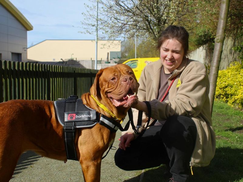 undefined | Dogue De Bordeaux | undefined - 6