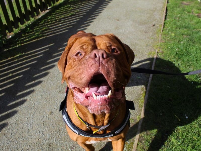 undefined | Dogue De Bordeaux | undefined - 1