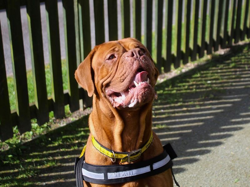 undefined | Dogue De Bordeaux | undefined - 3