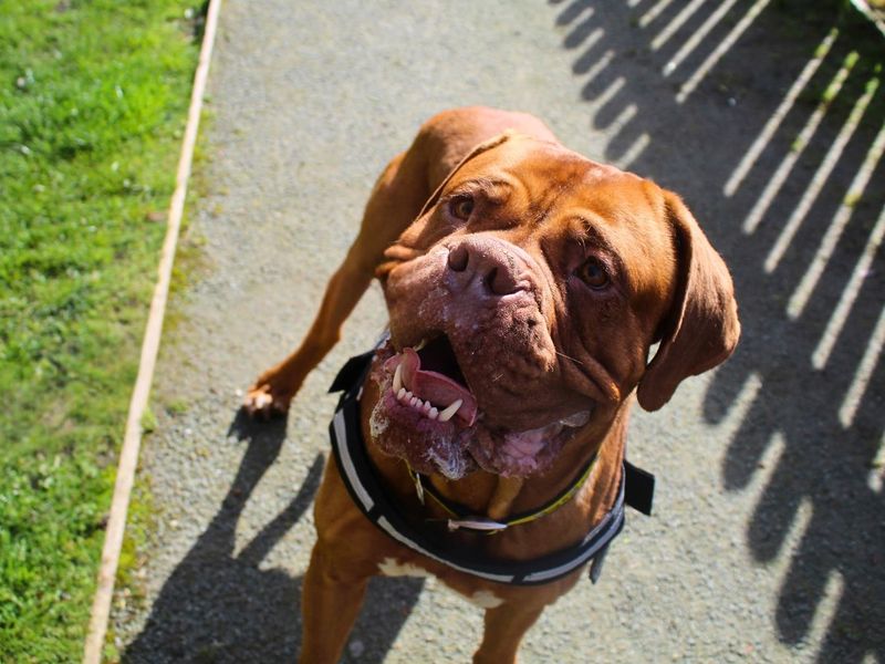 undefined | Dogue De Bordeaux | undefined - 7