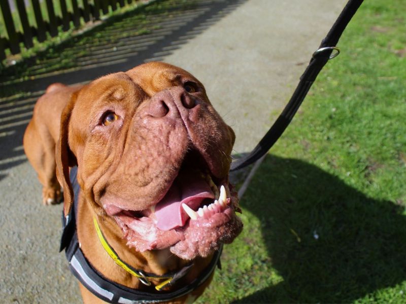 undefined | Dogue De Bordeaux | undefined - 2
