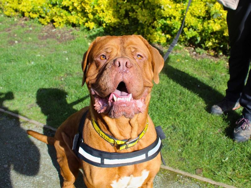 undefined | Dogue De Bordeaux | undefined - 4